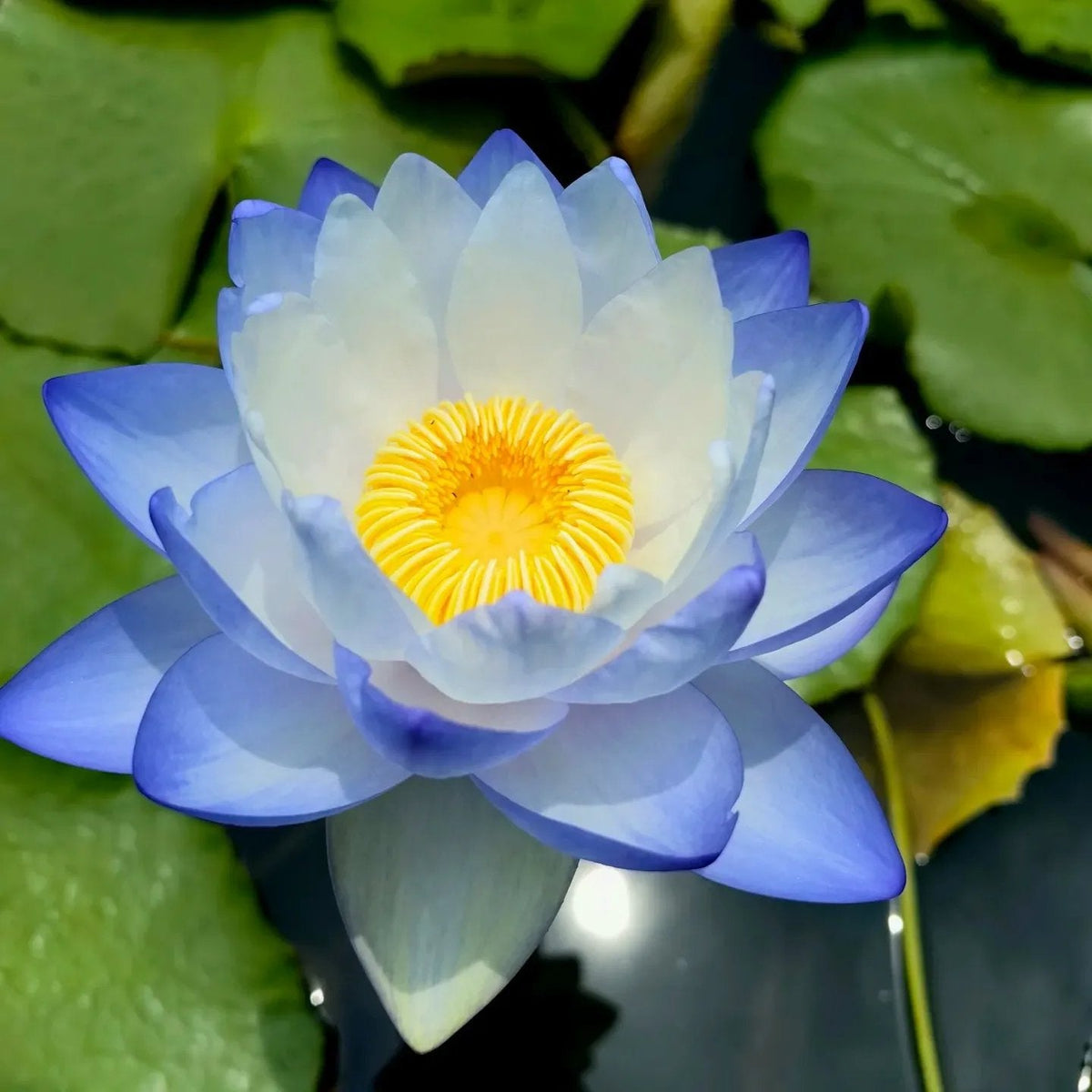 🌸[7 days germination]💐The Sacred Bonsai Bowl Lotus Flower