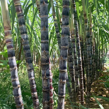 🌱 Grow Your Own Sugarcane – High Germination Seeds