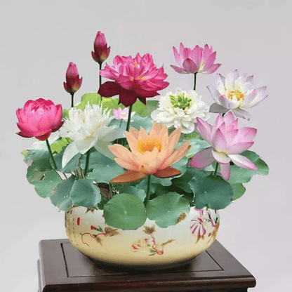 🌸[7 days germination]💐The Sacred Bonsai Bowl Lotus Flower