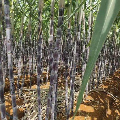 🌱 Grow Your Own Sugarcane – High Germination Seeds