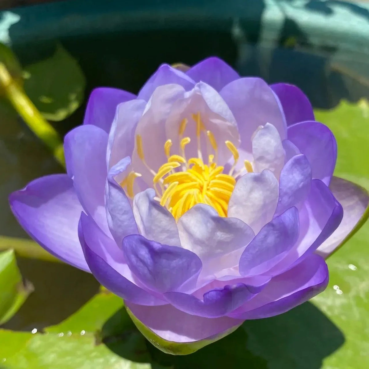 🌸[7 days germination]💐The Sacred Bonsai Bowl Lotus Flower