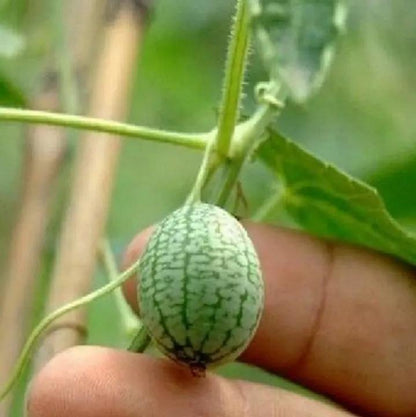 RARE SEEDS THUMB WATERMELON SEEDS