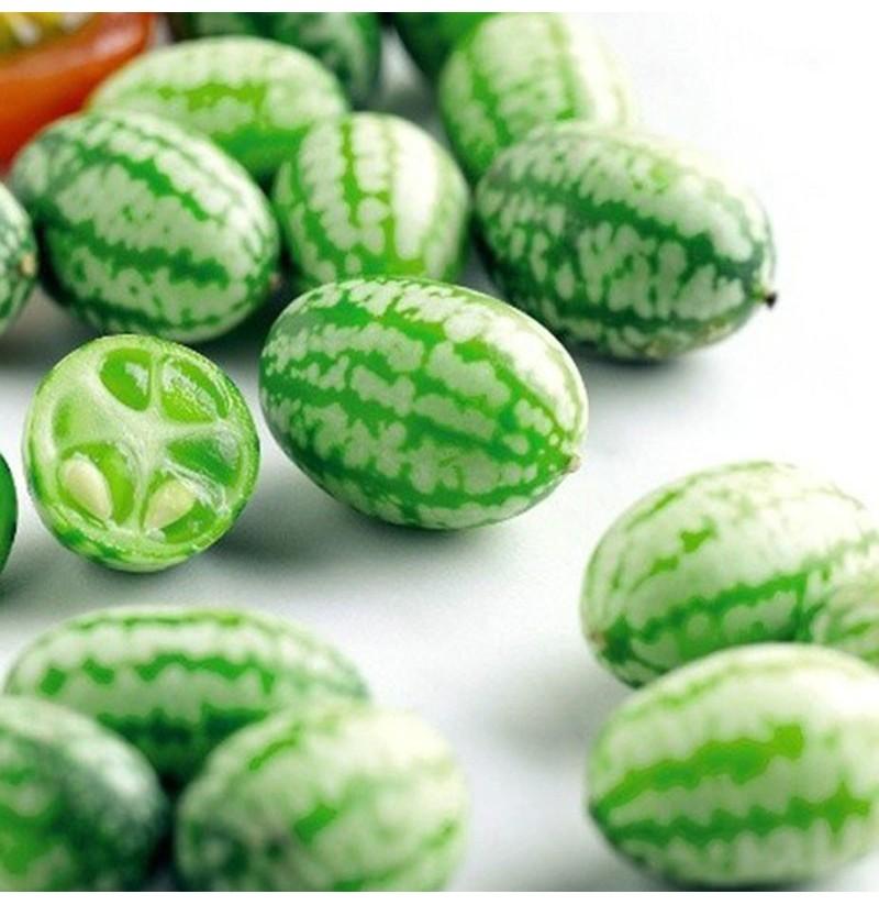 RARE SEEDS THUMB WATERMELON SEEDS
