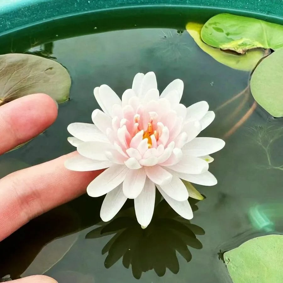 🌸[7 days germination]💐The Sacred Bonsai Bowl Lotus Flower