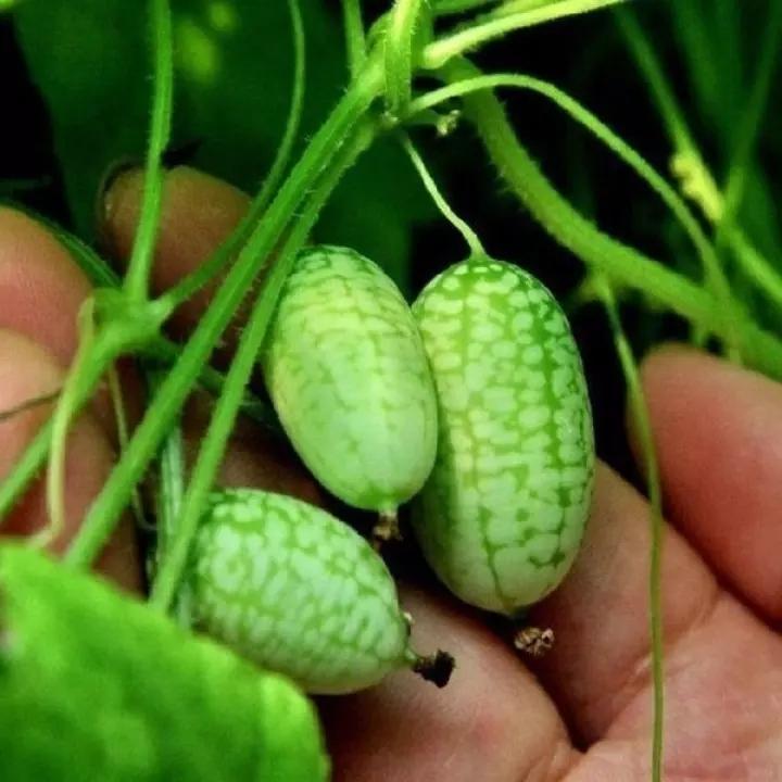 RARE SEEDS THUMB WATERMELON SEEDS