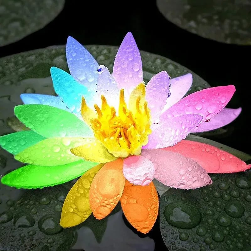 🌸[7 days germination]💐The Sacred Bonsai Bowl Lotus Flower