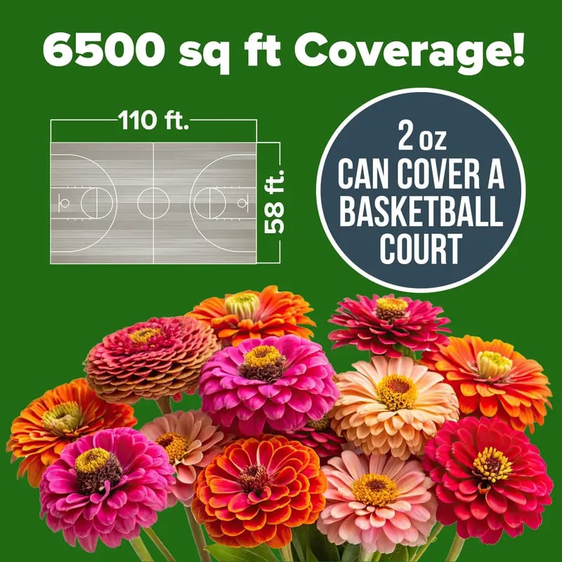 🔥Zinnia Seeds - Pure Seeds - No Filler - Heirloom Flower Seeds