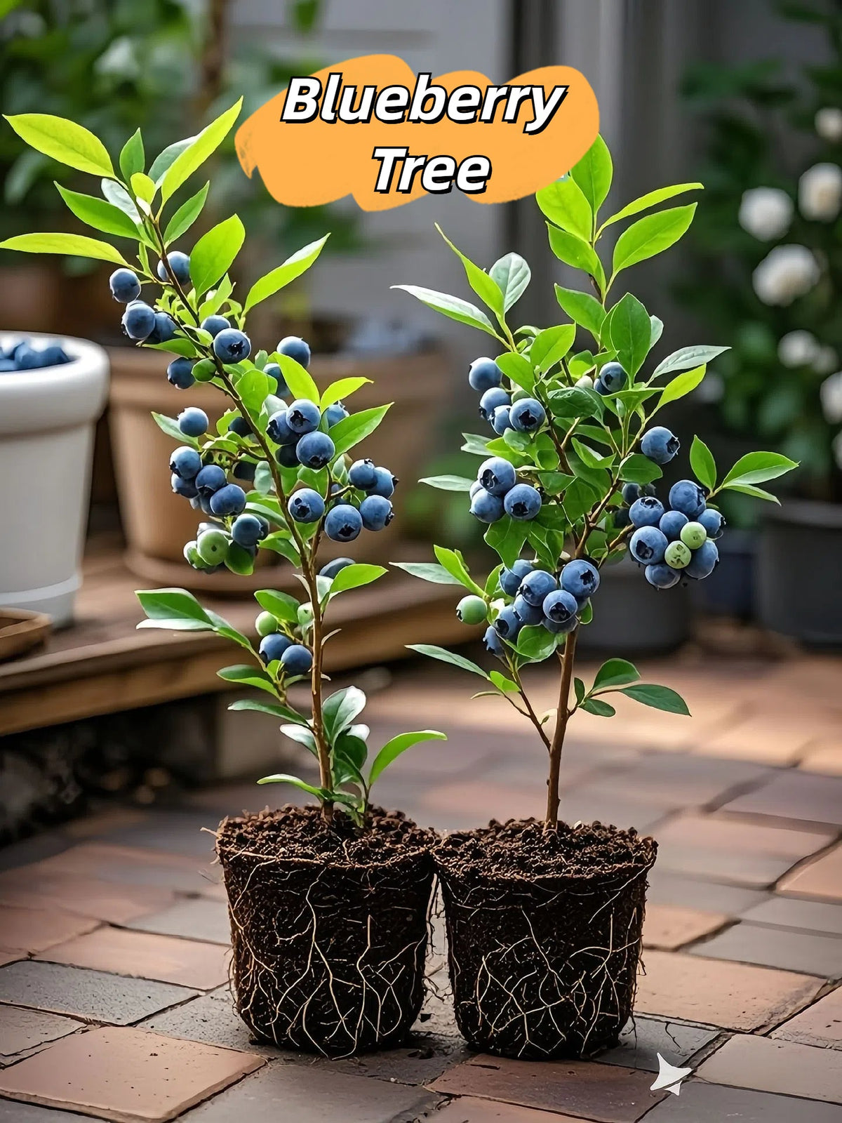 King of Berries - Giant Blueberry Fruit Seeds - Four Seasons Plants