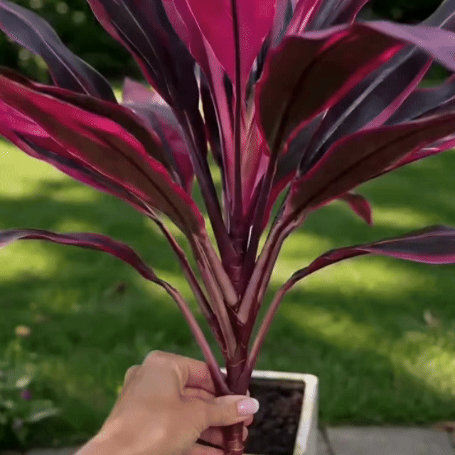 Zorveko 2Pcs Artificial Boston Fern & Dragon's Blood Tree Plants image_with_text_mDxXKe:image:0