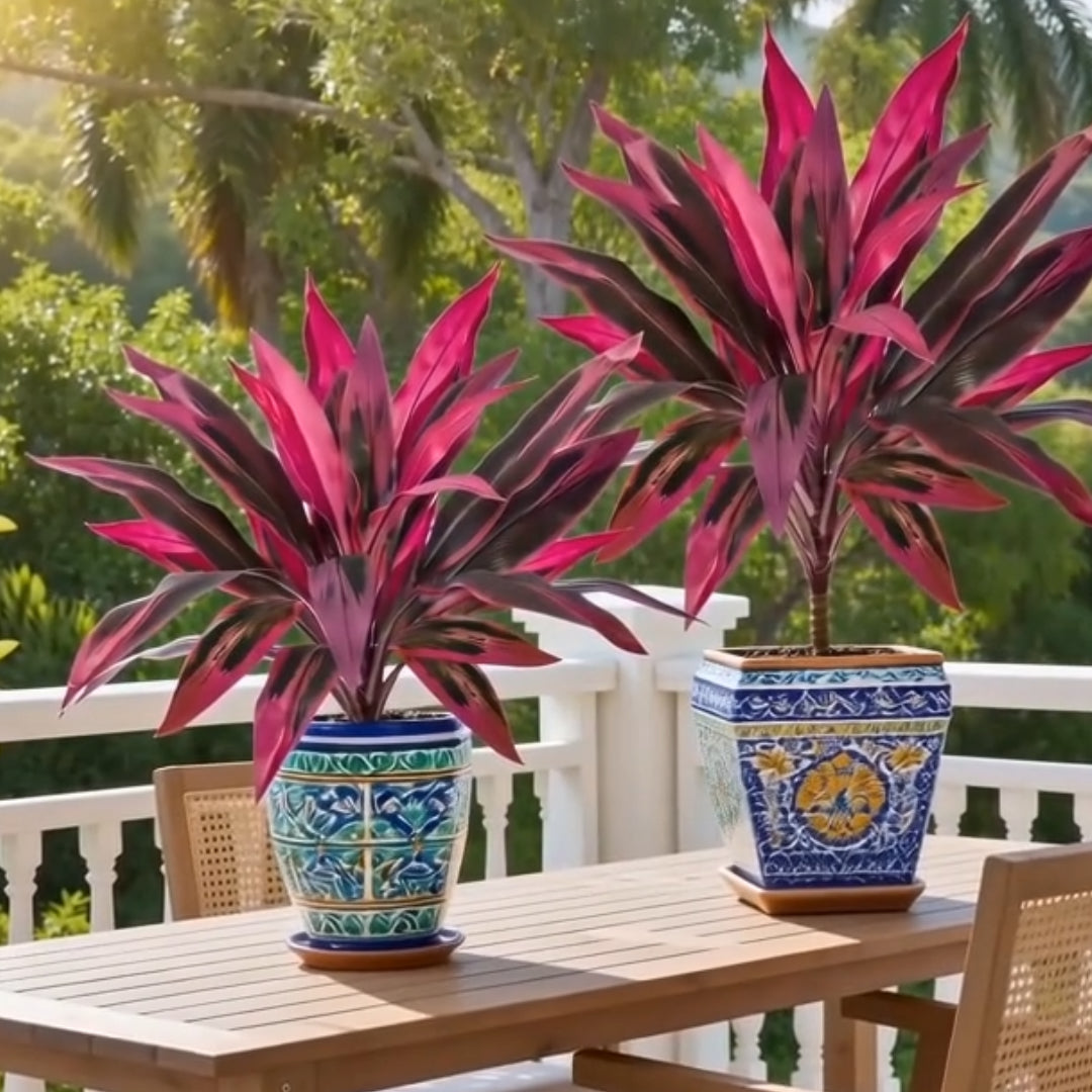 Zorveko 2Pcs Artificial Boston Fern & Dragon's Blood Tree Plants testimonials_HYFz9F:image:1