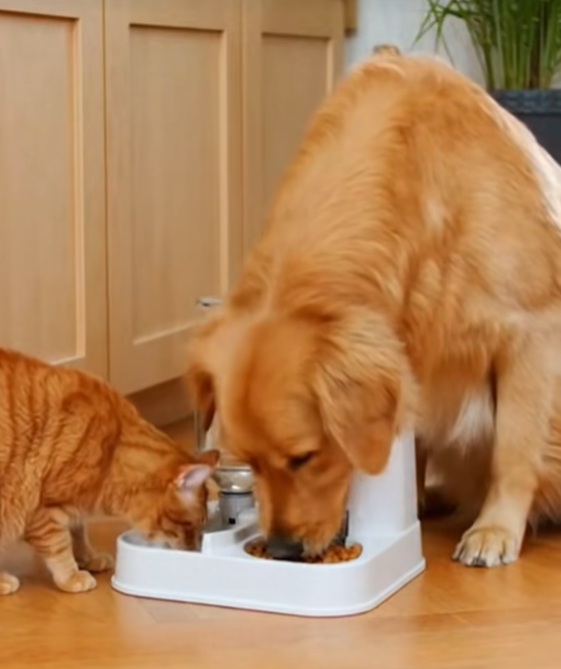 Zorveko Automatic Cat & Dog Feeder Dispenser with Integrated, Pet One-Piece Design testimonials_HYFz9F:image:0