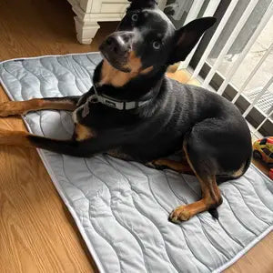 Zorveko Cooling Pet Mat For Summer testimonials_HYFz9F:image:0