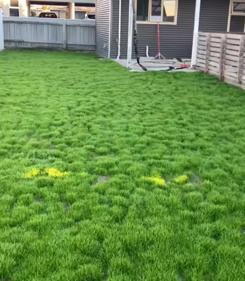 Zorveko Evergreen dwarf grass seed for four seasons testimonials_HYFz9F:image:2