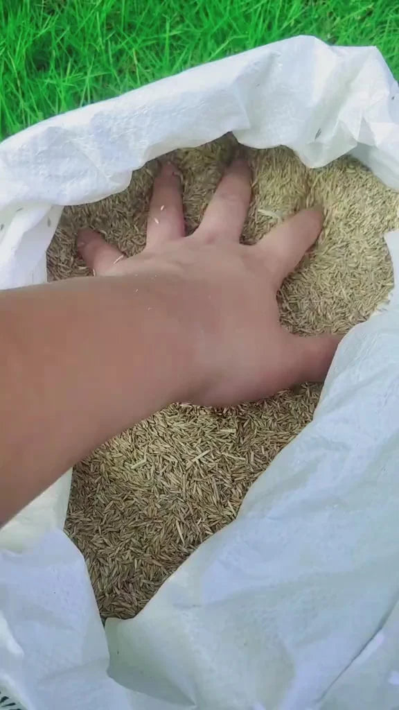 Zorveko Evergreen dwarf grass seed for four seasons image_slider_biYJhD:image:0