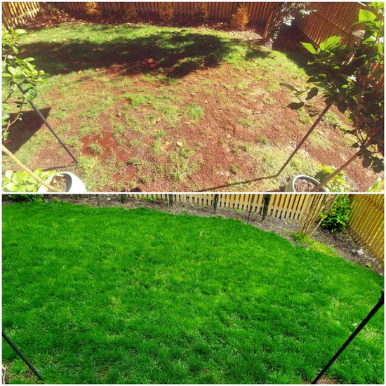 Zorveko Evergreen dwarf grass seed for four seasons testimonials_HYFz9F:image:0