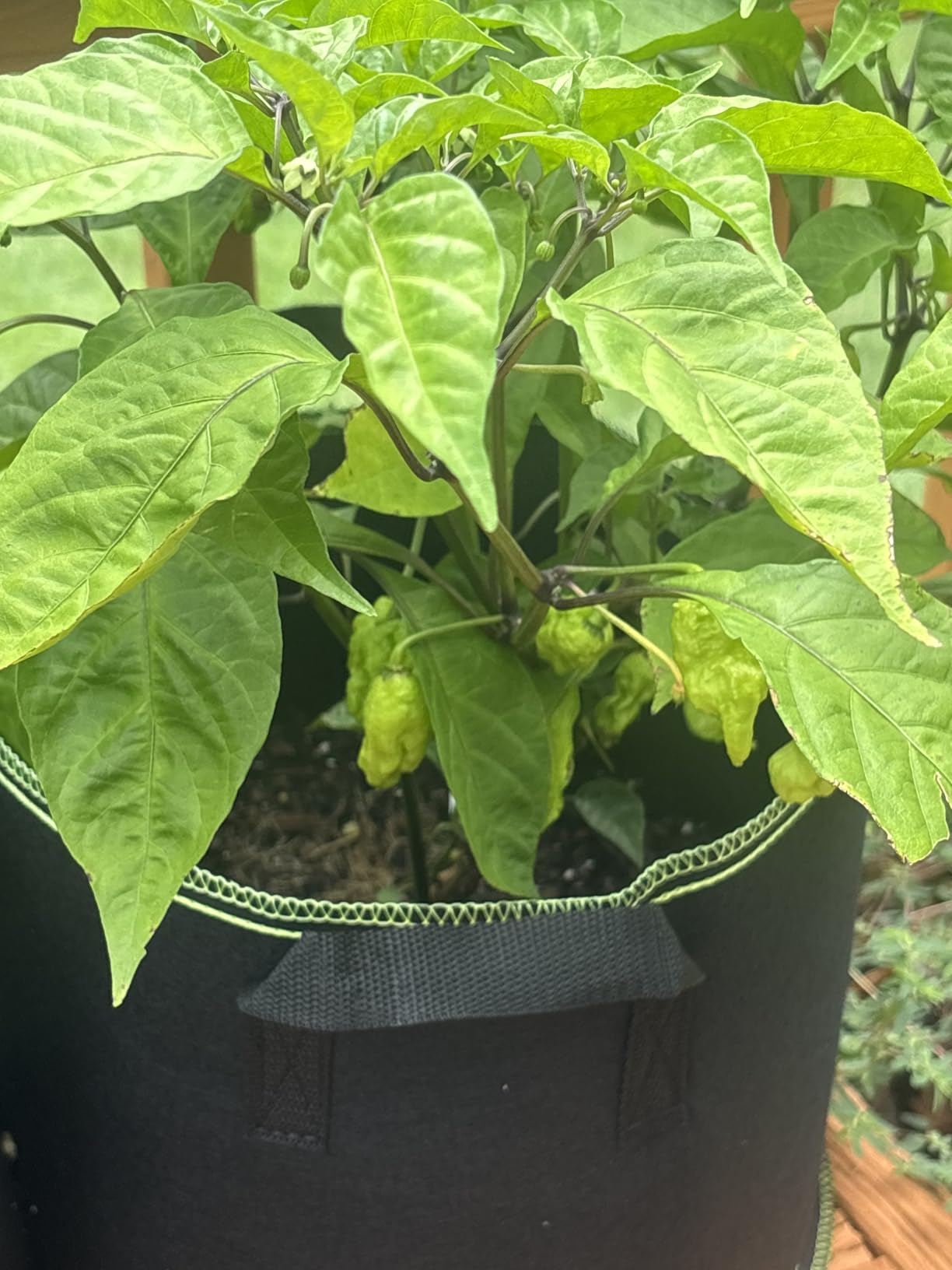 Zorveko 5-Pack 5 Gallon Grow Bags testimonials_HYFz9F:image:2