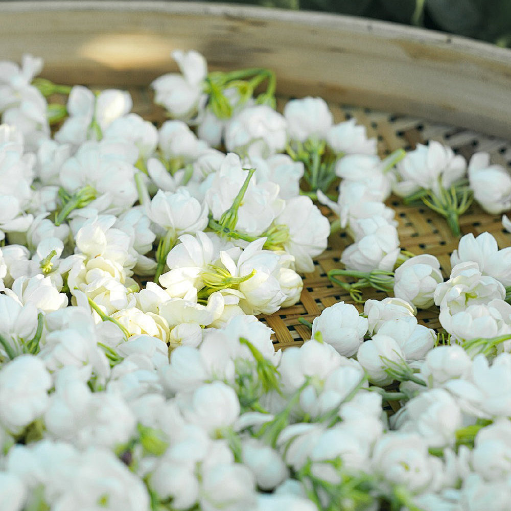 Zorveko Midnight Perfume Jasmine Seeds multirow_xbUpWH:image:0