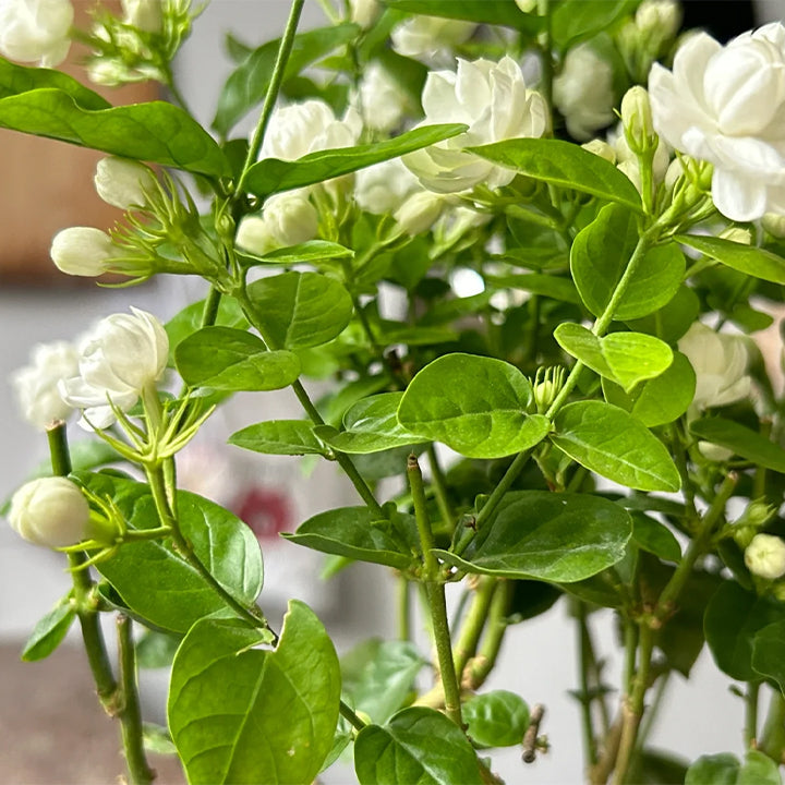 Zorveko Midnight Perfume Jasmine Seeds multicolumn_g7gjWC:image:0
