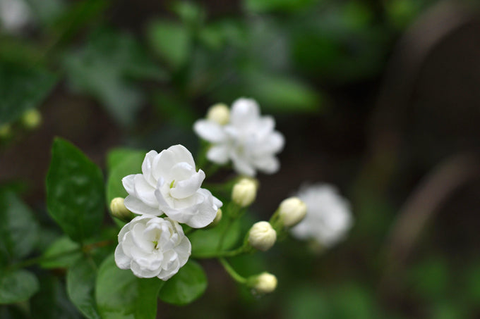 Zorveko Midnight Perfume Jasmine Seeds multicolumn_g7gjWC:image:1