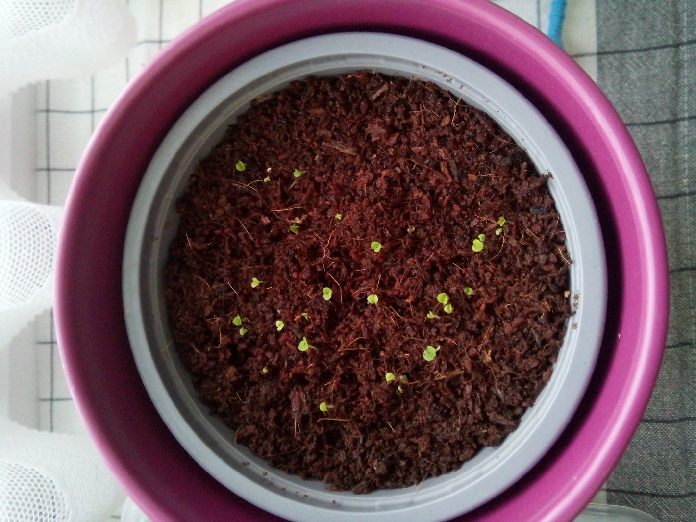 Zorveko 🌸 Moonlight Butterfly Flower Seeds testimonials_HYFz9F:image:1