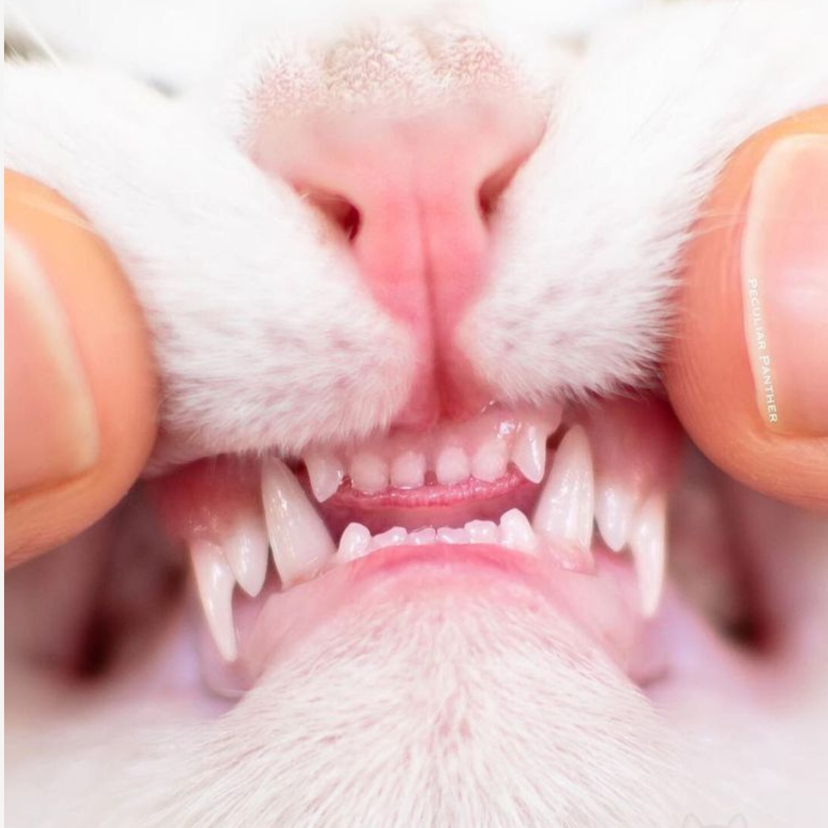 Zorveko Natural Silvervine Dental Sticks image_with_text_QwNQUL:image:0