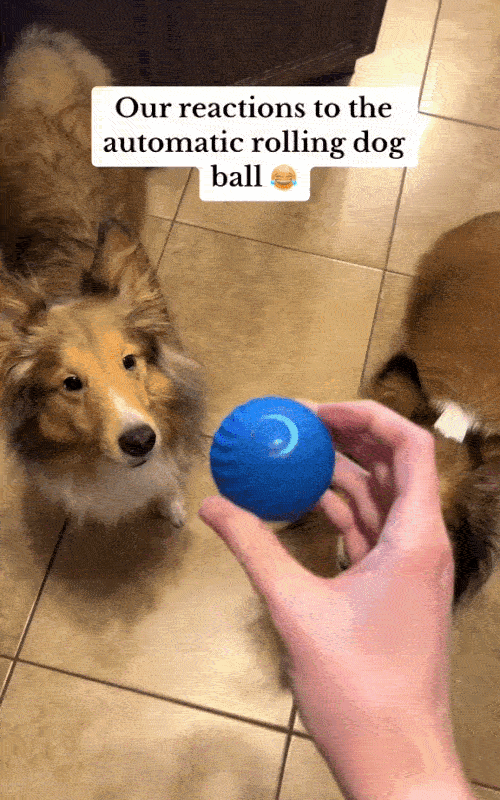 Zorveko Smart Interactive Bouncing Ball multicolumn_86nh4x:image:1