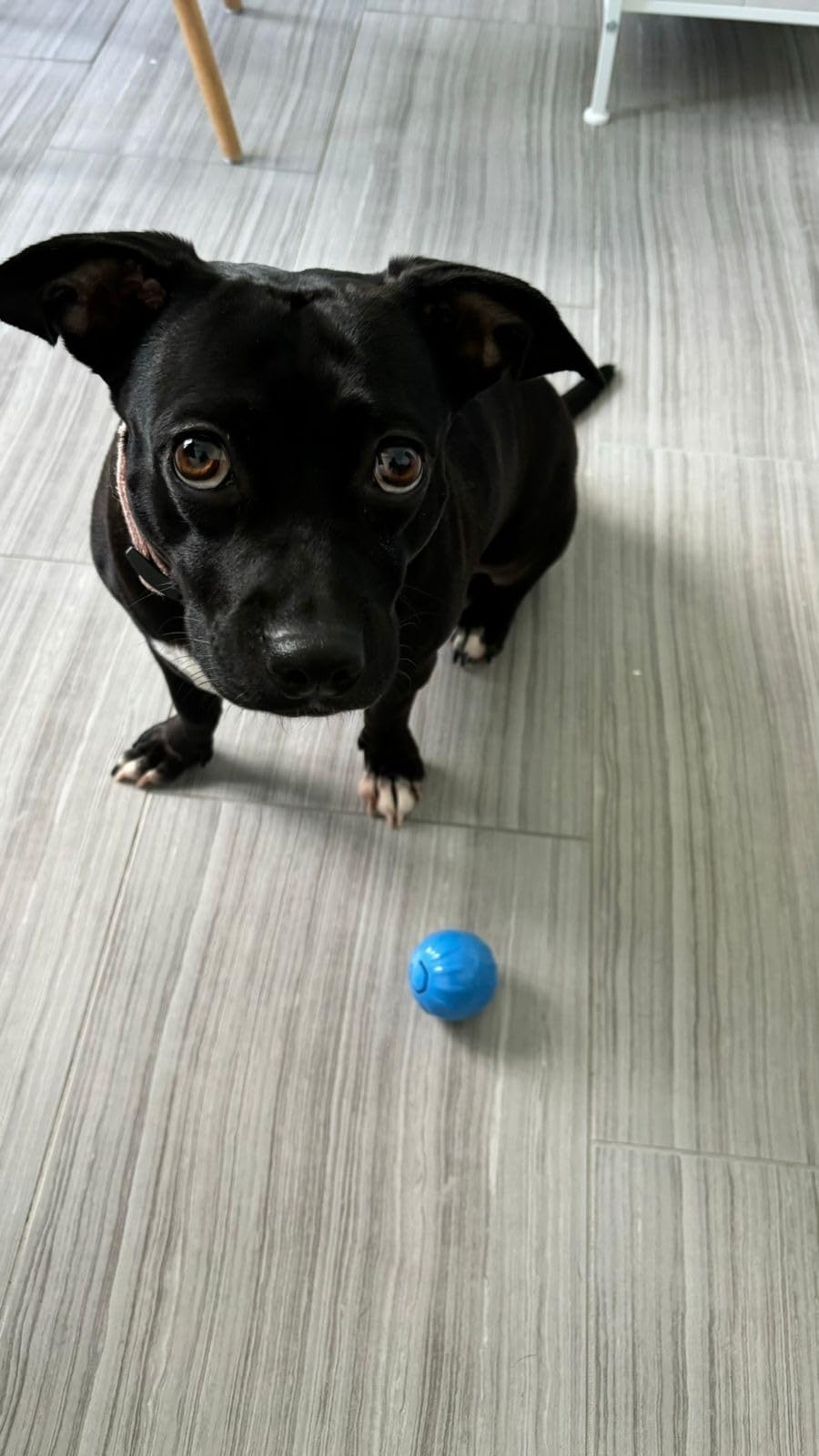 Zorveko Smart Interactive Bouncing Ball testimonials_HYFz9F:image:1