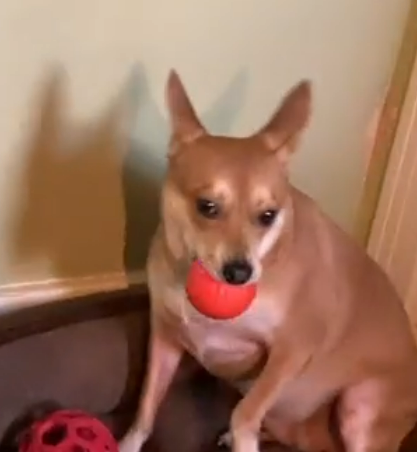 Zorveko Smart Interactive Bouncing Ball testimonials_HYFz9F:image:2