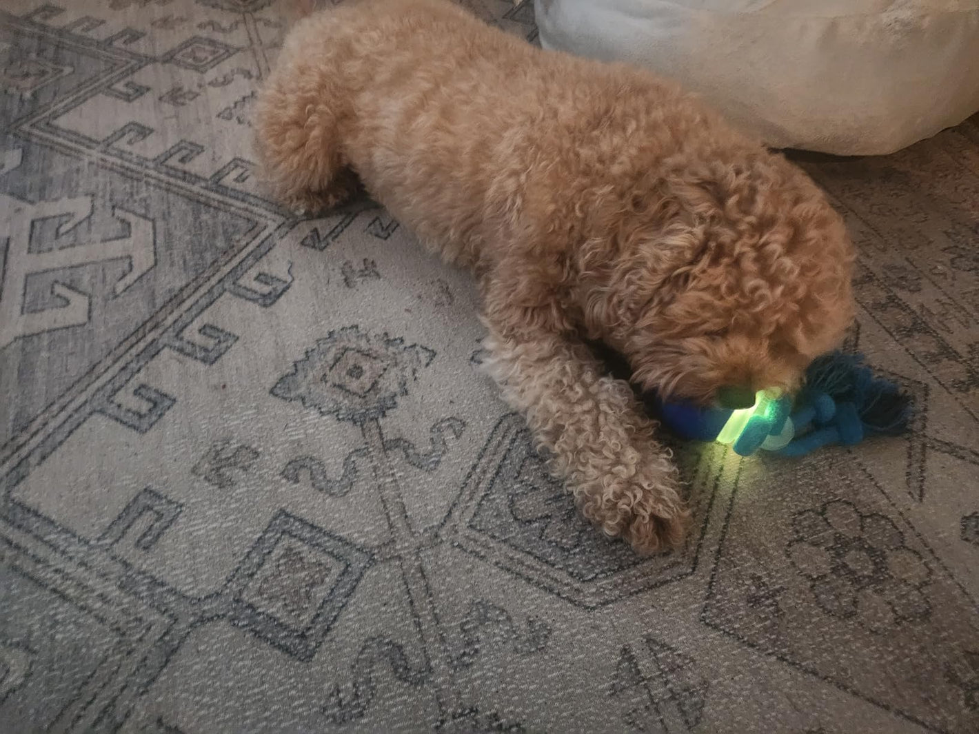 Zorveko Smart Dog Toy That Keeps Your Best Friend Company testimonials_HYFz9F:image:2