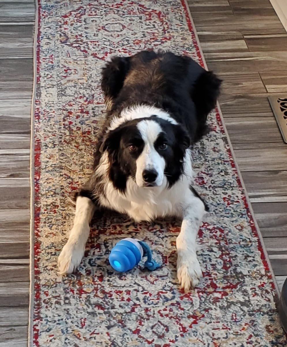 Zorveko Smart Dog Toy That Keeps Your Best Friend Company testimonials_HYFz9F:image:0