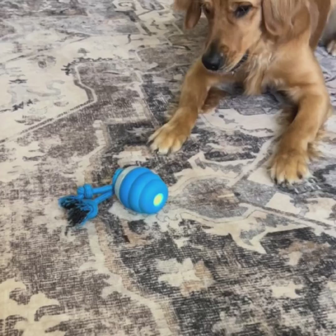 Zorveko Smart Dog Toy That Keeps Your Best Friend Company image_with_text_mDxXKe:image:0