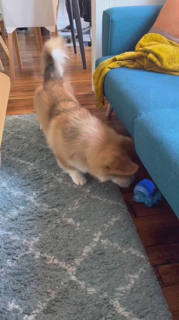 Zorveko Smart Dog Toy That Keeps Your Best Friend Company image_slider_biYJhD:image:1