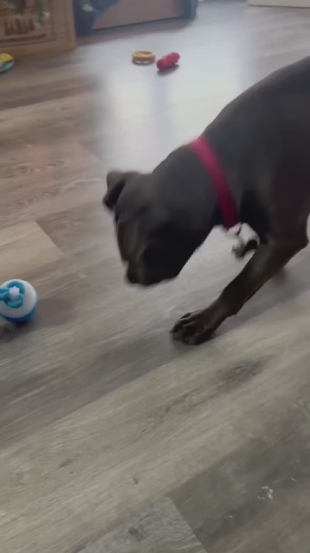 Zorveko Smart Dog Toy That Keeps Your Best Friend Company image_slider_biYJhD:image:0