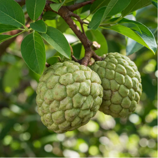 Zorveko Sugar Apple Home Growing Kit multicolumn_yUExBe:image:3