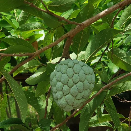 Zorveko Sugar Apple Home Growing Kit testimonials_3yGz9q:image:1