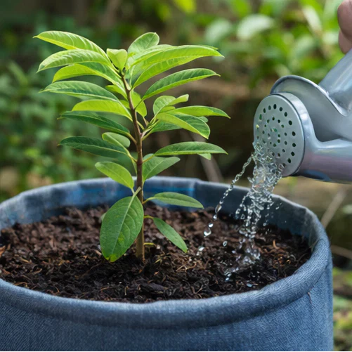 Zorveko Sugar Apple Home Growing Kit multicolumn_yUExBe:image:2