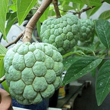 Zorveko Sugar Apple Home Growing Kit testimonials_3yGz9q:image:0