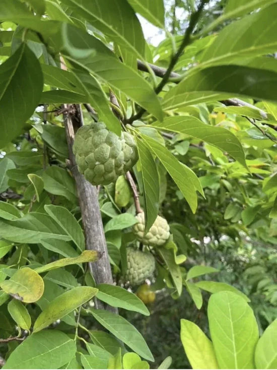 Zorveko Sugar Apple Home Growing Kit testimonials_3yGz9q:image:2
