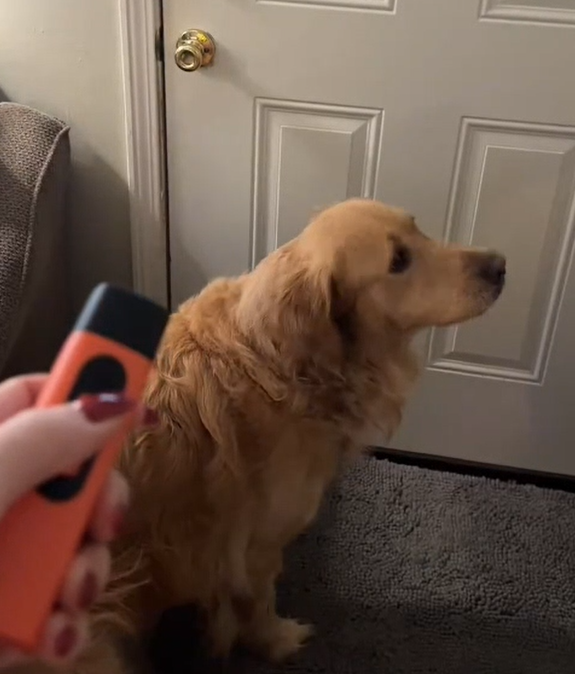 Zorveko Ultrasonic Dog Bark Deterrent Device – Humane & Effective Dog Repeller testimonials_HYFz9F:image:1