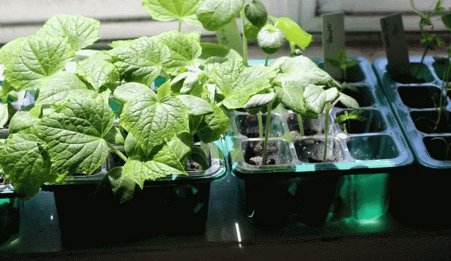 Zorveko 🔥Seed Starter Trays with Grow Light image_with_text_mDxXKe:image:0