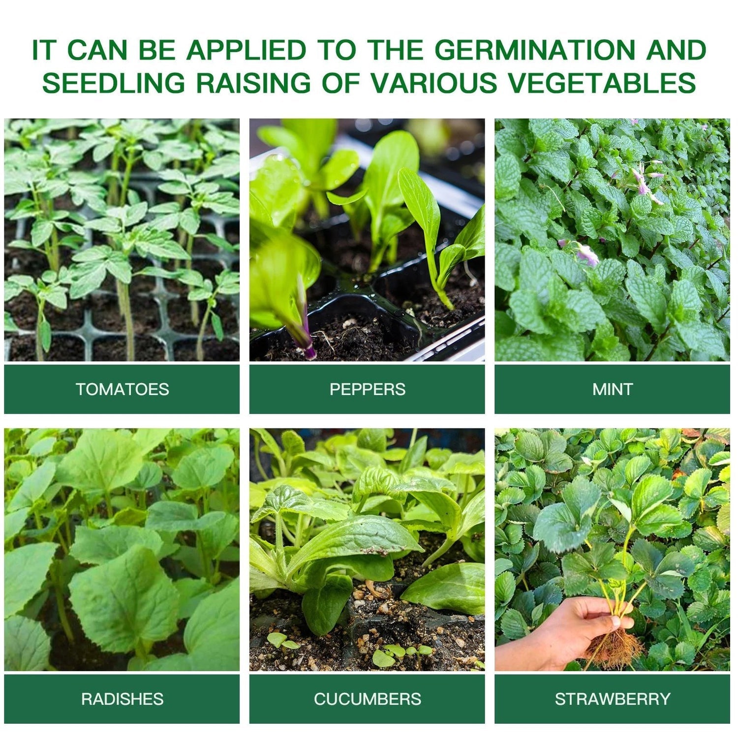 Zorveko 🔥Seed Starter Trays with Grow Light image_with_text_QwNQUL:image:0