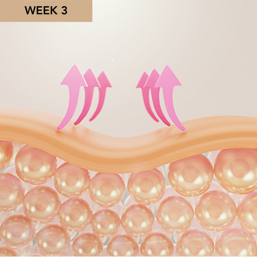 Illustration of the skin moisture barrier